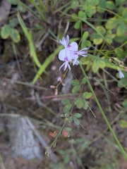 Lespedeza repens, photograph (c) Tom Field, some rights reserved (CC BY)