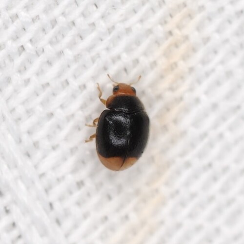 Firefly Duskyling photo 4