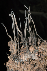 Xylaria arbuscula