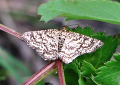 Heliomata glarearia