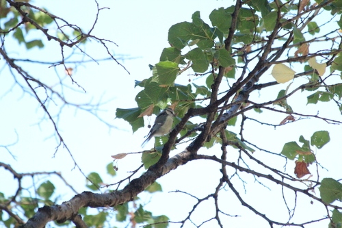 Eurasian Blue Tit