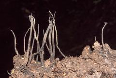 Xylaria arbuscula