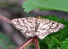 Heliomata glarearia