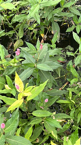 iNaturalist observation photo of water smartweed