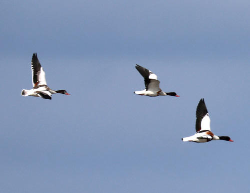 Common Shelduck