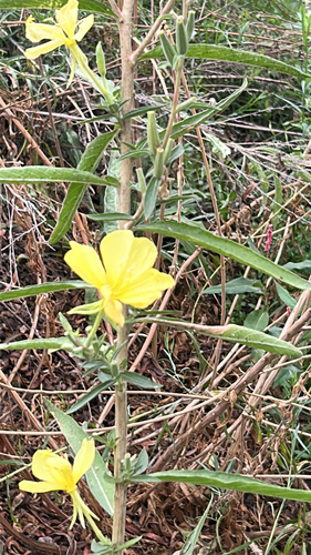 iNaturalist observation photo of tall evening primrose