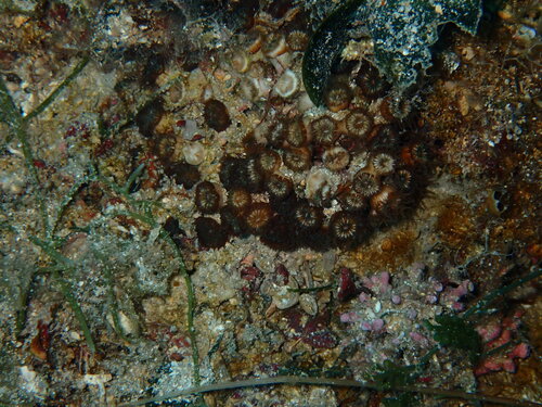 Cushion Coral