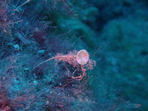 Acetabularia observed 2026-09-13