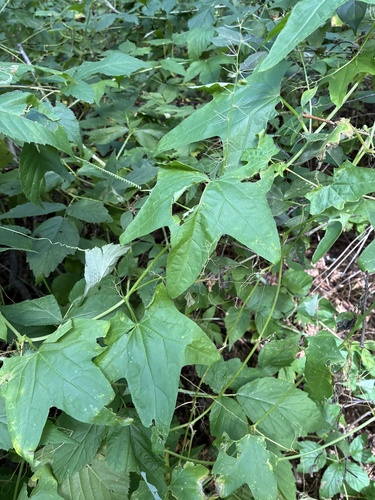 prickly cucumber
