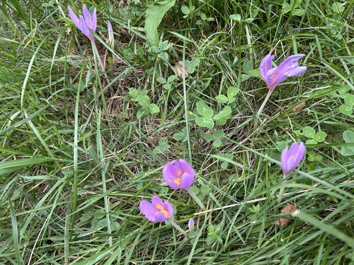 Autumn Crocus