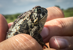 Anaxyrus hemiophrys