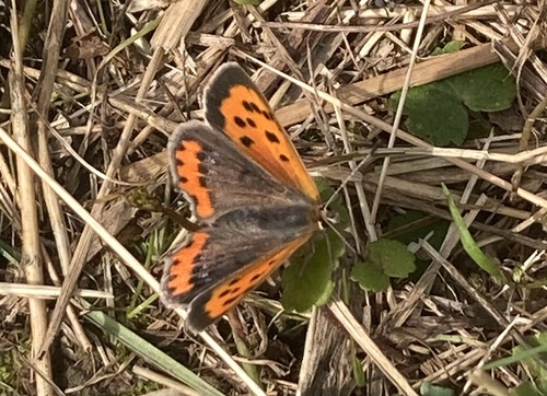 Small Copper