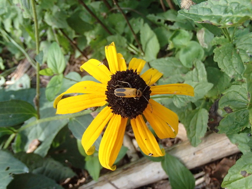 Goldenrod Soldier Beetle