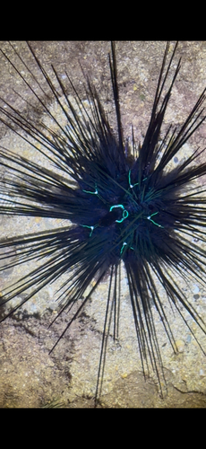 Diadema savignyi, 2026-09-13