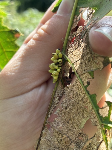 oak wheat gall