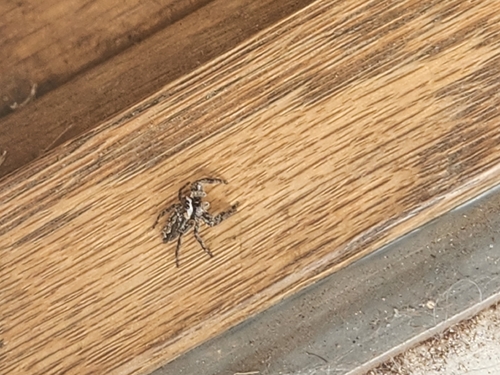 Tan Jumping Spider
