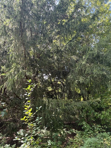 Norway spruce