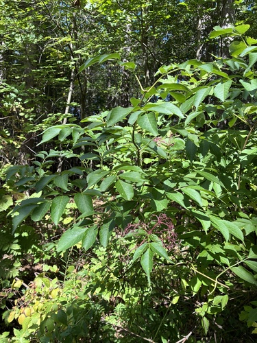 American black elderberry