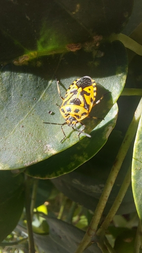 cruciferous bug