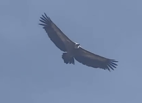 Eurasian Griffon