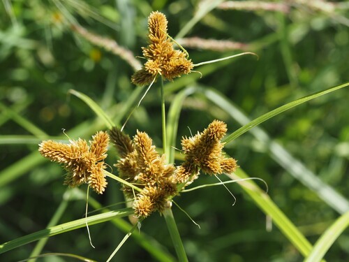 Cyperus glomeratus