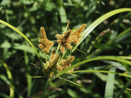 Cyperus glomeratus, photograph 1