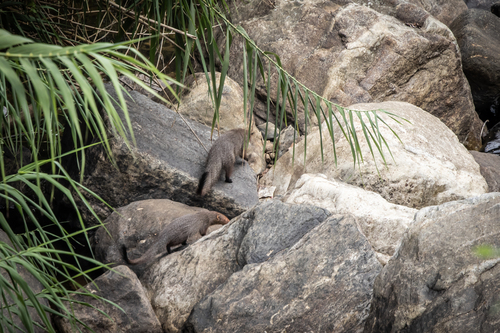 Sri Lankan Ruddy Mongoose