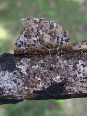 Splanchnonema ampullaceum