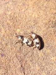 Bothynoderes affinis