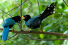 Yucatan Jay - Photo (c) Skott Ð¯eader, some rights reserved (CC BY-NC-ND)