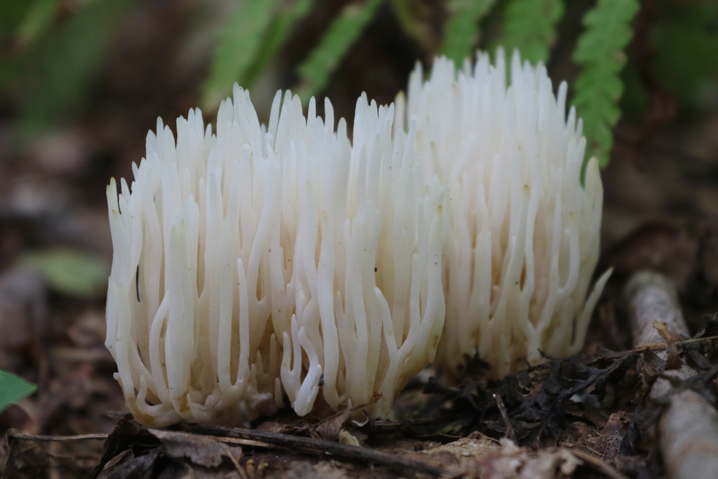 white coral fungus · September 2026 · photo: Photo: no rights reserved · iNaturalist