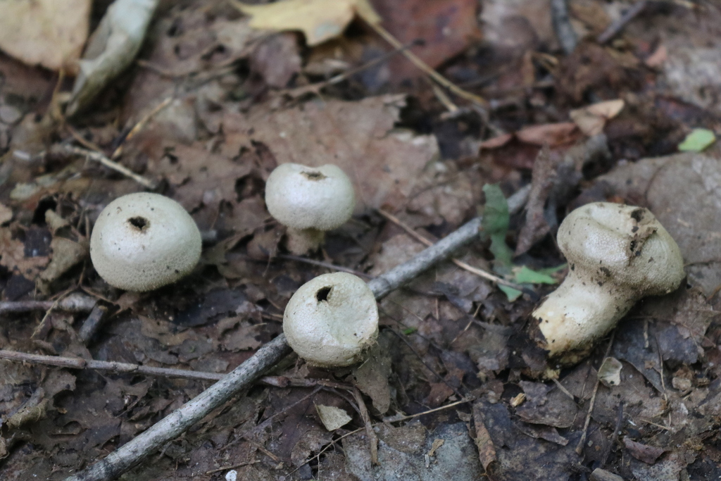 common puffball · September 2026 · photo: Photo: no rights reserved · iNaturalist