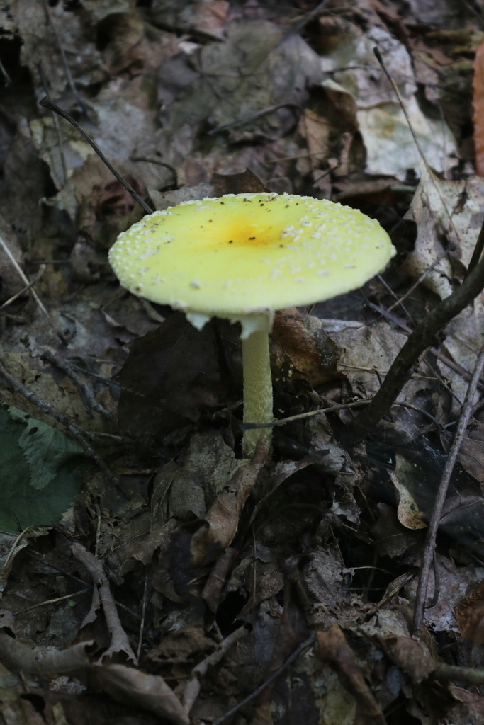American Yellow Fly Agaric · September 2026 · photo: Photo: no rights reserved · iNaturalist