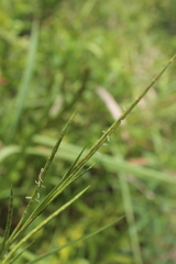 Hemarthria altissima