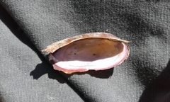 Microcondylaea bonellii