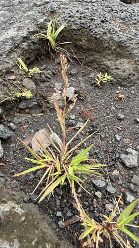 Chinese lovegrass