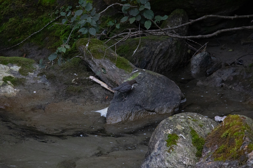 White-throated Dipper