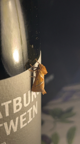 Orange Swift