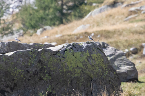White Wagtail