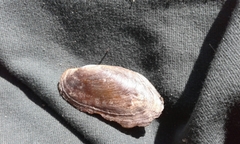 Microcondylaea bonellii