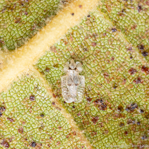 Eastern Sycamore Lace Bug photo 6