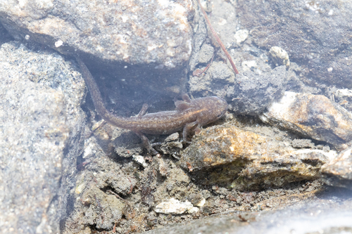 Alpine Newt