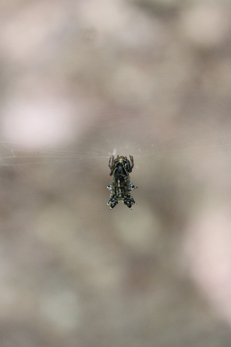 Spined Micrathena
