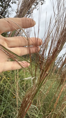 Andropogon bicornis observed 2026-09-13
