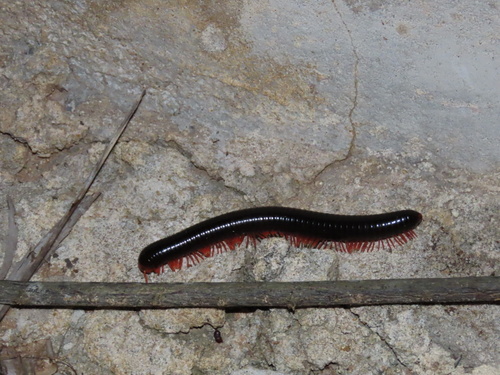 Red-legged Millipede