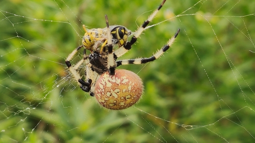 Shamrock Orbweaver