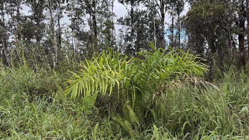 Bactris gasipaes, photograph 1
