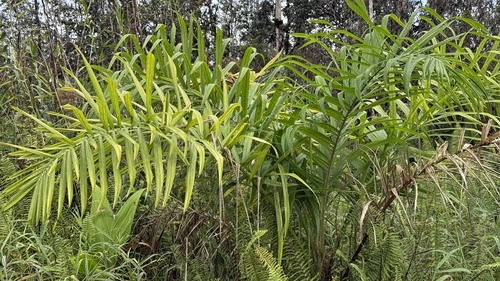 peach-palm