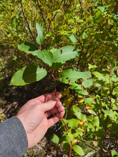 False Mountain Willow