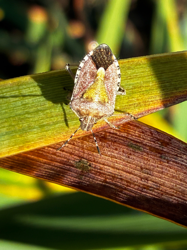 Sloe Bug